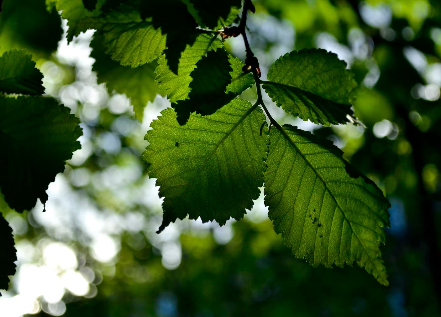 conservation background